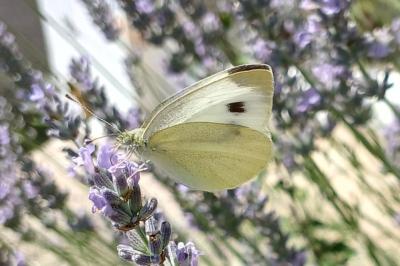 <i>Pieris brassicae</i>