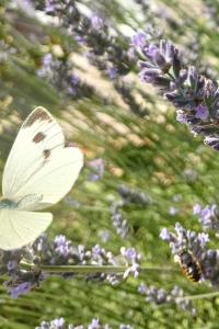 <i>Pieris brassicae</i>