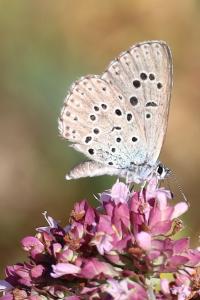<i>Phengaris arion</i>