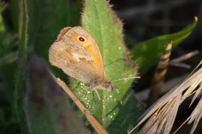 <i>Coenonympha pamphilus</i>