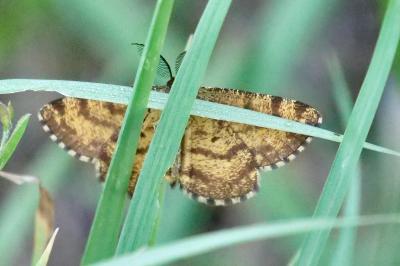<i>Ematurga atomaria</i>