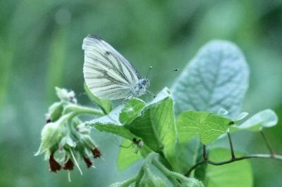<i>Pieris napi</i>