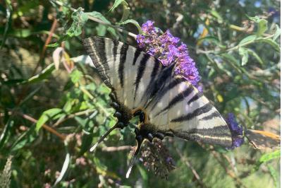 <i>Iphiclides podalirius</i>