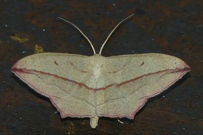 <i>Timandra comae</i>