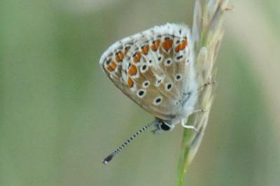 <i>Aricia agestis</i>
