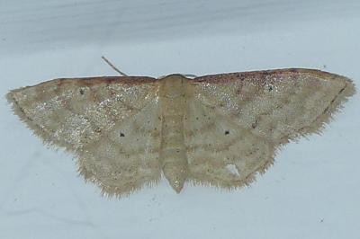 <i>Idaea humiliata</i>