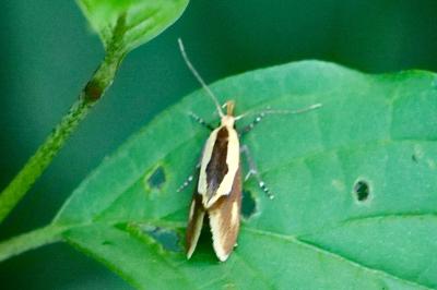 <i>Harpella forficella</i>