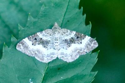 <i>Epirrhoe alternata</i>
