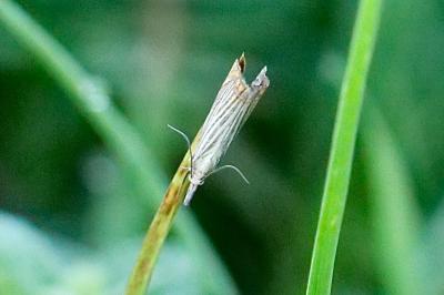 <i>Chrysoteuchia culmella</i>