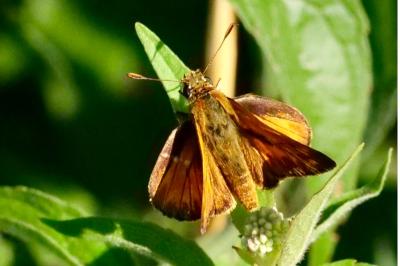 <i>Ochlodes sylvanus</i>