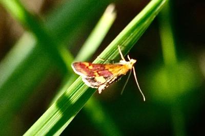 <i>Pyrausta aurata</i>