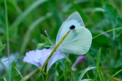 <i>Pieris brassicae</i>