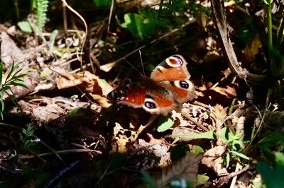 <i>Aglais io</i>