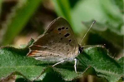 <i>Lycaena phlaeas</i>