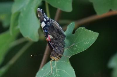 <i>Vanessa atalanta</i>