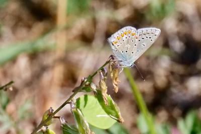 <i>Polyommatus icarus</i>