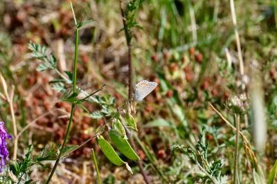 <i>Polyommatus icarus</i>