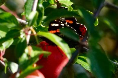 <i>Vanessa atalanta</i>