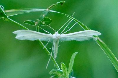 <i>Pterophorus pentadactylus</i>