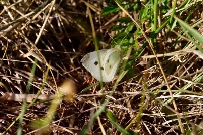 <i>Pieris rapae</i>