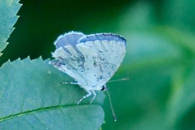 <i>Celastrina argiolus</i>