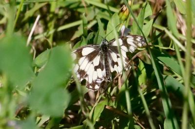 <i>Melanargia galathea</i>