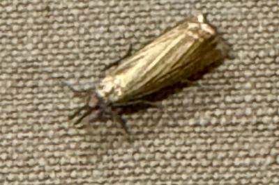 <i>Chrysoteuchia culmella</i>