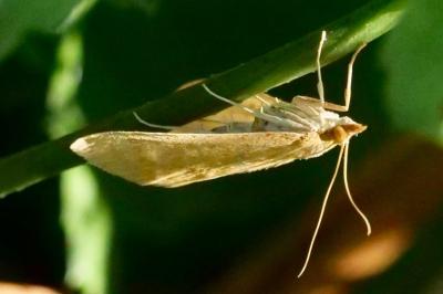 <i>Sitochroa verticalis</i>