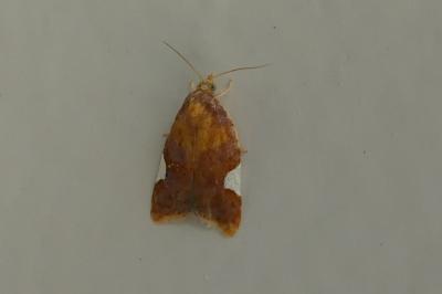<i>Acleris holmiana</i>