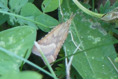 <i>Synaphe punctalis</i>