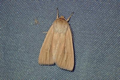 <i>Mythimna pallens</i>