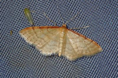 <i>Idaea humiliata</i>