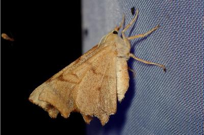 <i>Ennomos erosaria</i>