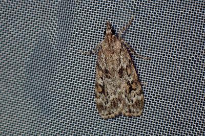 <i>Scoparia</i>