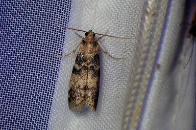<i>Euzophera pinguis</i>