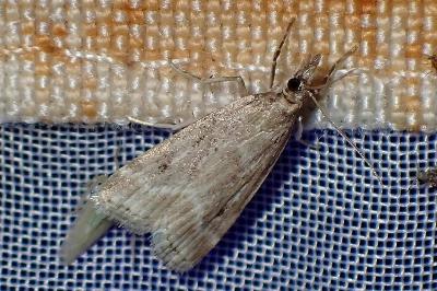 <i>Eudonia pallida</i>