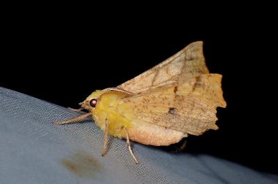 <i>Ennomos alniaria</i>