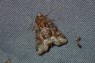 <i>Oligia</i>