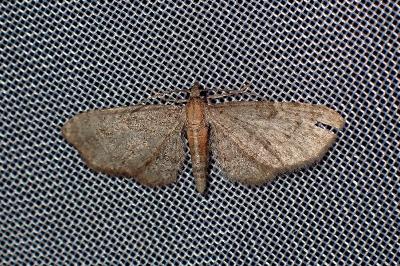 <i>Eupithecia haworthiata</i>
