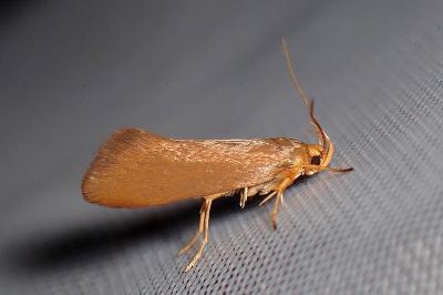 <i>Crassa tinctella</i>