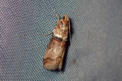 <i>Acrobasis tumidana</i>