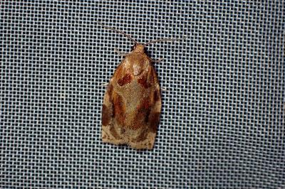 <i>Archips xylosteana</i>