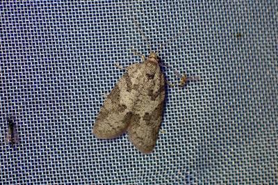 <i>Cnephasia</i>