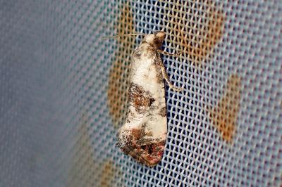 <i>Cochylis hybridella</i>