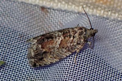 <i>Cydia fagiglandana/splendana</i>