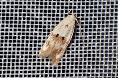 <i>Elachista maculicerusella</i>