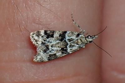 <i>Eudonia delunella</i>