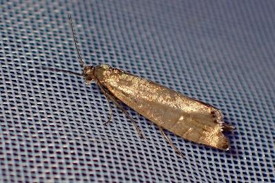 <i>Glyphipterix thrasonella</i>