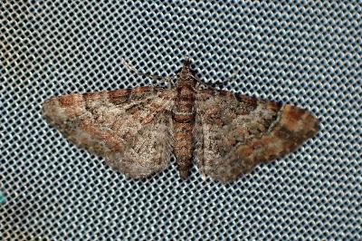 <i>Gymnoscelis rufifasciata</i>