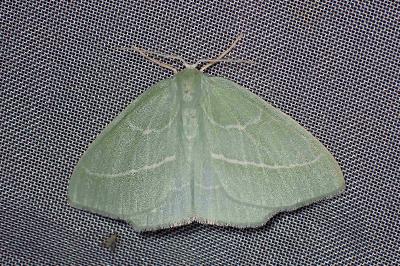 <i>Hemistola chrysoprasaria</i>